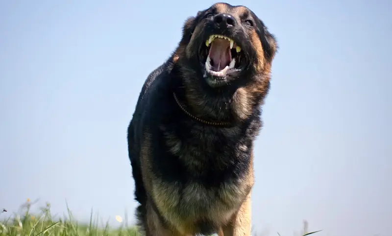 A dog owner liability case involving an aggressive canine with a history of threatening behavior.