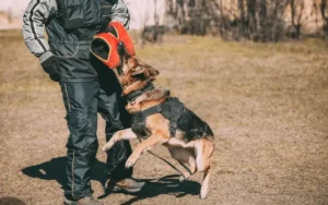 Dog attacking a man